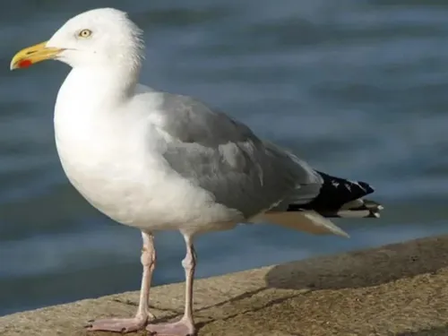 Boulogne-sur-Mer continue de lutter contre la prolifération des...