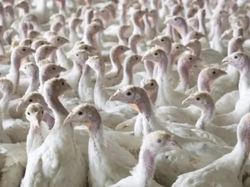 Un foyer de grippe aviaire découvert à Warhem