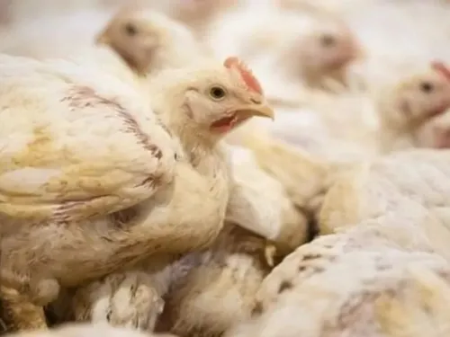 De nouveaux foyers de grippe aviaire détectés en Belgique