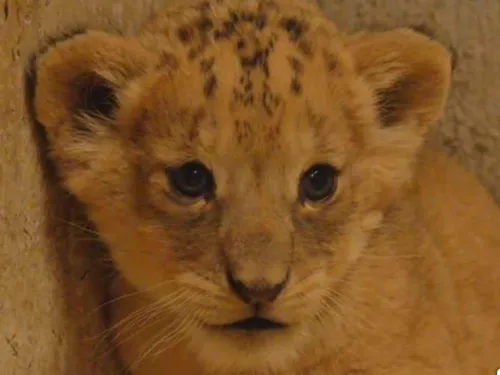 Un bébé lion vient de naître à Pairi Daiza