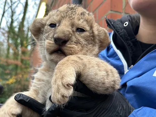 Deux bébés lions viennent de naître à Bellewaerdre