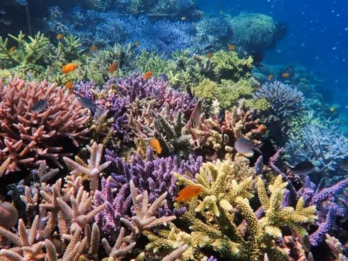 Boulogne-sur-Mer : Nausicaà au secours des récifs coralliens