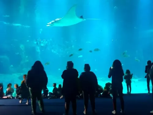 Boulogne : plus de 884 000 visiteurs accueillis à Nausicaá en 2025