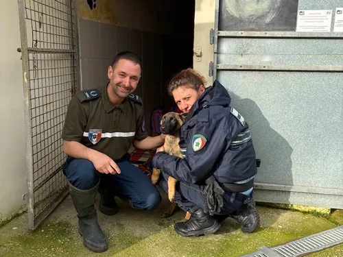 Un chiot amaigri, sauvé de justesse de la mort à Boulogne-sur-Mer 