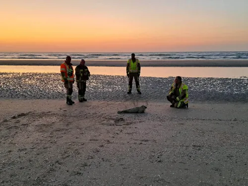 Bray-Dunes : encore un phoque retrouvé mort sur la plage
