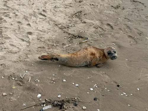Un jeune phoque a été secouru ce week-end sur la plage de Bray-Dunes