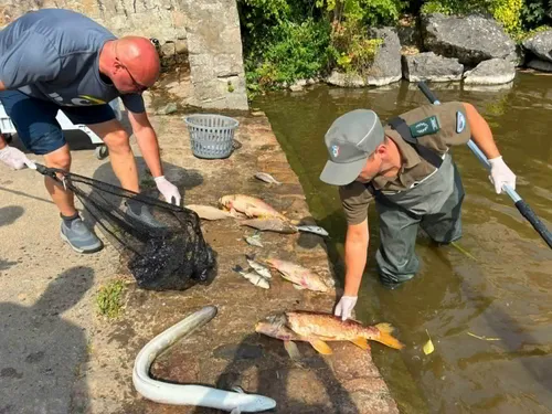 De nombreux poissons retrouvés morts à Samer