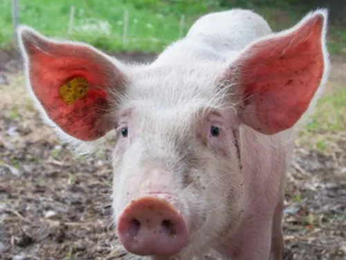 Les pompiers au secours d'un porc à Delettes