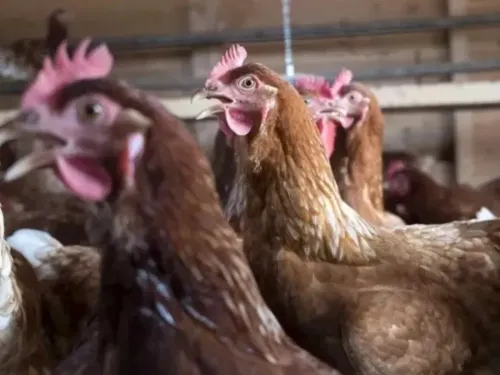 Strazeele : une centaine de poules enfermées dans un camion pendant...