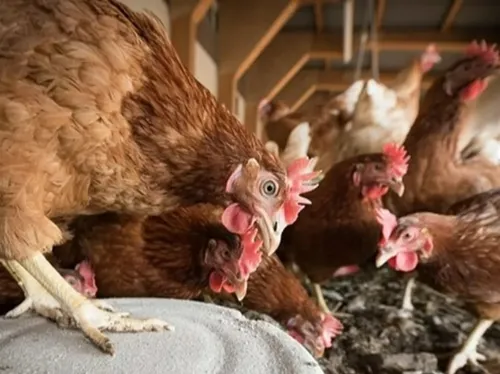 Fin des zones réglementaires pour la grippe aviaire dans les Flandres