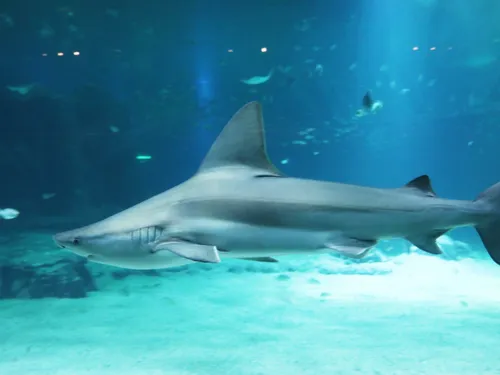 Boulogne-sur-Mer : triste nouvelle à Nausicaá après l'épisode du...