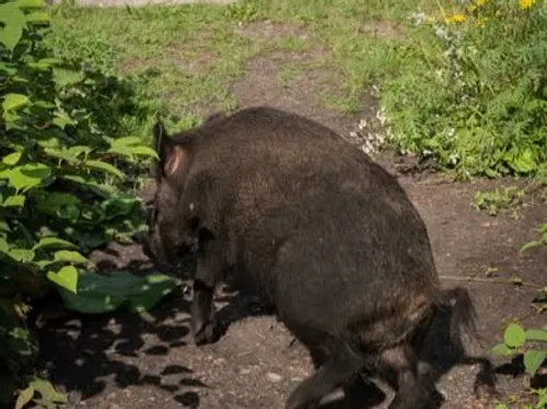 Violent accident à Merlimont : un sanglier mort, un adolescent en...