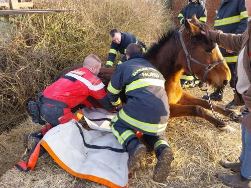 Sainte-Marie-Kerque : un cheval s'échappe de sa pâture, il tombe...