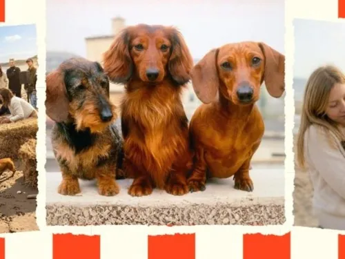 Les "saucisses sur pattes" les plus mignonnes du Monde, les...