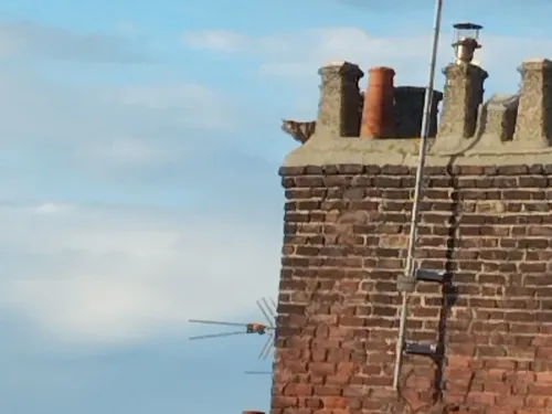 Calais : un chat bloqué sur une cheminée pendant quatre jours