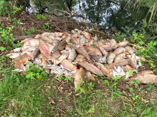 Helfaut : des centaines de poissons morts à cause d’un manque...