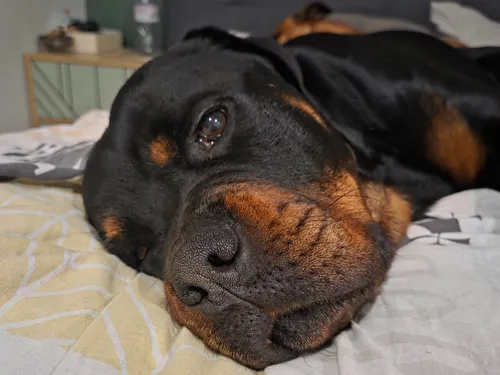Saint-Omer : un appel aux dons pour sauver Volf, abandonné par son...