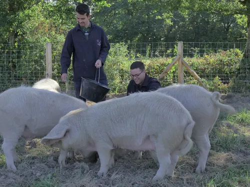 Salon de l'Agriculture. Ces Pouancéens récompensés avec leurs porcs...