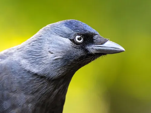 Segréen. Le tribunal administratif de Nantes confirme l'élimination...