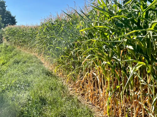 Sécheresse : malgré des cultures en souffrance, les agriculteurs...