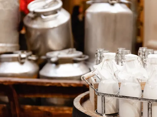 Vern d'Anjou. Faute de collecte, une éleveuse donne gratuitement le...