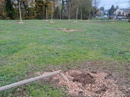Les Hauts-d'Anjou : des vols d’arbres sur la commune de Champigné