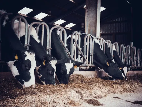Maine-et-Loire. Les bovins de 177 communes sous surveillance de la MHE
