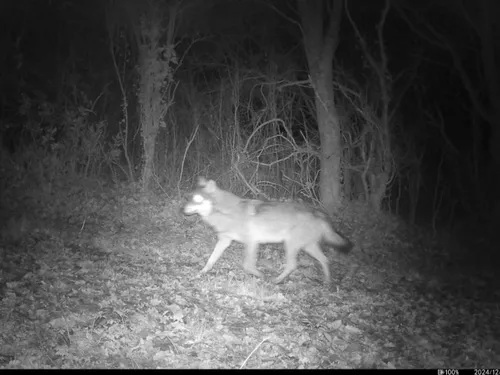 En Maine-et-Loire. Le loup suspecté dans trois attaques d'ovins