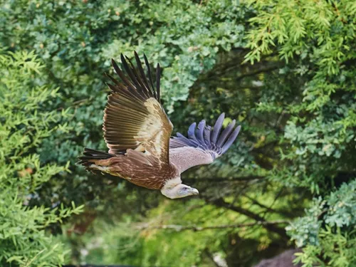 Appel à témoins. Où est passé Luidgi, le vautour fauve du zoo de la...