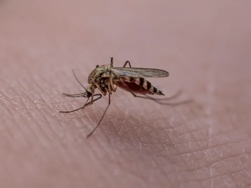 En Maine-et-Loire. Après un cas de dengue, une opération de...