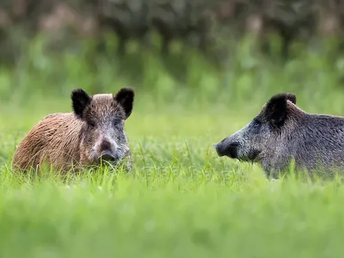 Maine-et-Loire. 149 000 euros versés aux chasseurs pour réduire les...