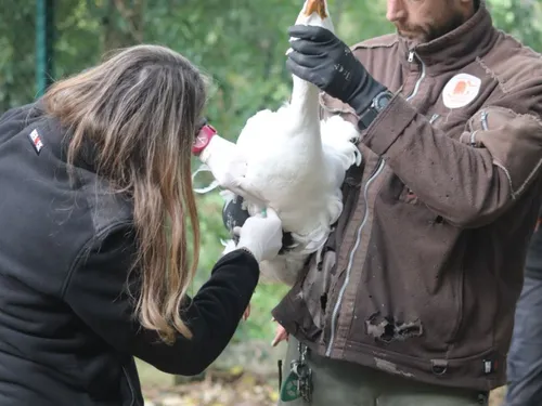 Grippe aviaire. Au Refuge de l'Arche, les oiseaux surveillés de près
