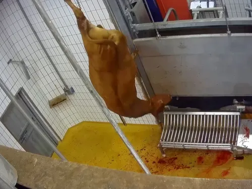 Craon. Plainte de L214 contre l'abattoir municipal, la mairie...