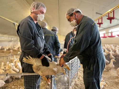 Maine-et-Loire. Près de 5 millions de canards à vacciner contre...