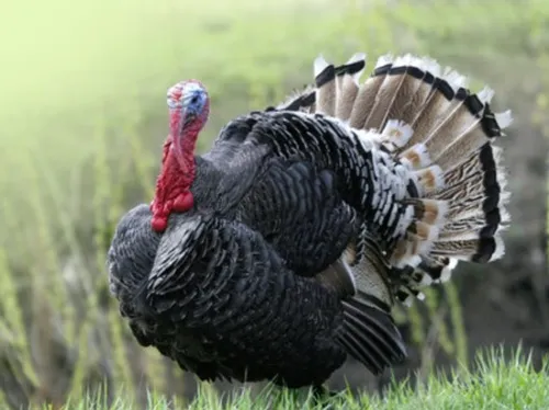 Maine-et-Loire : un deuxième cas de grippe aviaire dans le Haut-Anjou