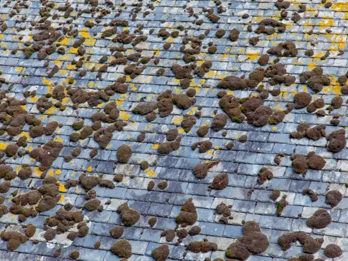 Démoussage de toiture : C'est le moment ! Avec Les Couvreurs Ségréens