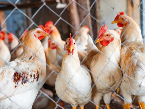 Grippe aviaire : situation stable mais fragile en Maine-et-Loire