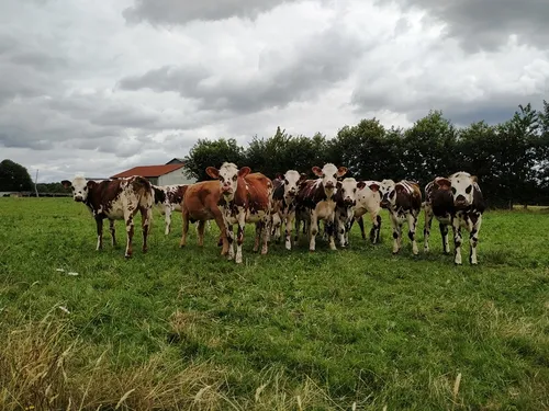 Haut-Anjou. Savencia va rompre ses relations avec 330 fermes laitières