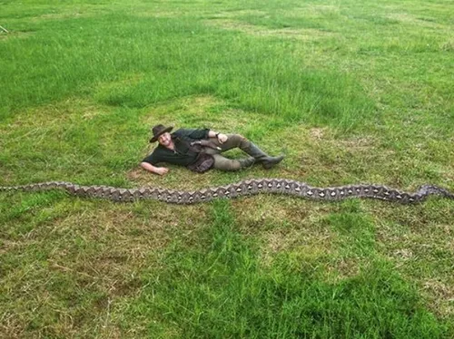 Indonésie : un python géant de plus de 7 mètres devient le plus...