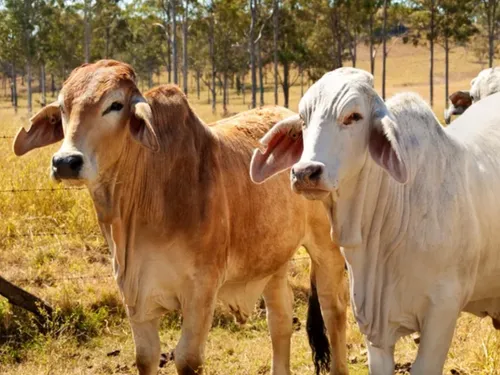 LA BRAHMAN MARTINIQUAISE DÉCROCHE LA UNE DU SALON DE L’AGRICULTURE...