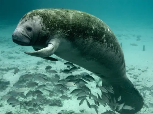 LE LAMANTIN DES CARAÏBES FAIT SON GRAND RETOUR AU MOULE 