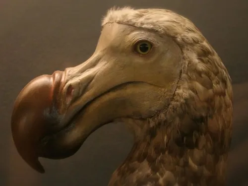 Une Start up veut ressusciter le Dodo !  