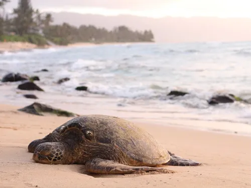 Mayotte : Un centre de soins pour tortues en construction