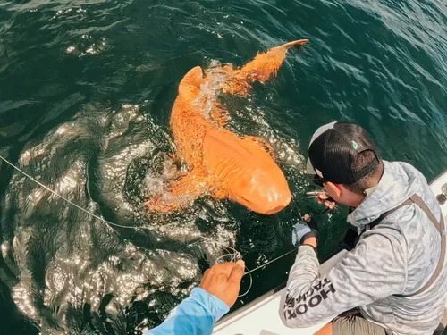 Un requin orange aux yeux blancs découvert dans les caraibes 
