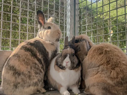 Une famille de lapins à adopter à la SPA de Strasbourg