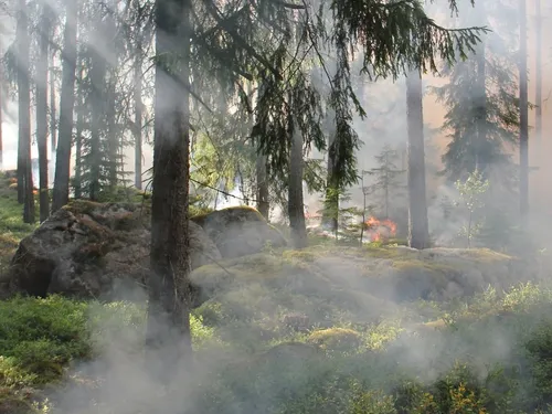 Le risque d'incendies à un niveau maximal en Alsace