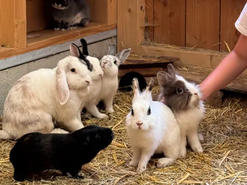 Rhinau : une ferme pour câliner les animaux