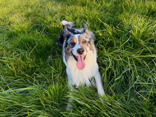 Où emmener son chien cet été en Alsace ? 