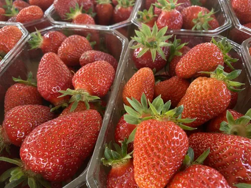 Où cueillir des fraises en Alsace ?