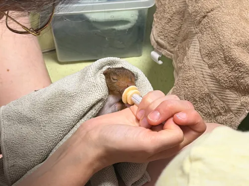 Le centre de soins de la LPO Alsace débordé l'été